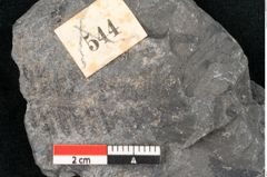Foto (Detailansicht) von Asterocarpus meriani Br. (NHMW-GEO-2024-0188-10499)